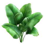 Banaba Leaf Extract and Corosolic Acid